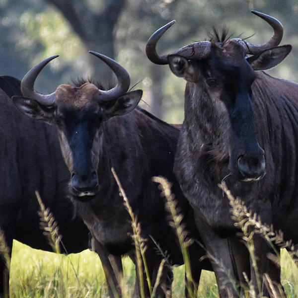 Serengeti Wildebeest Migration