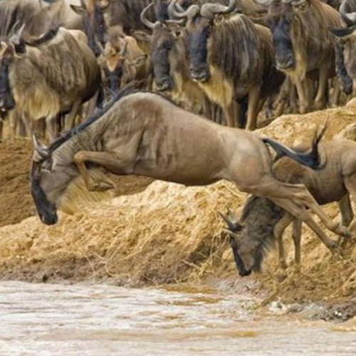 Tanzania Wildebeest Migration Safari