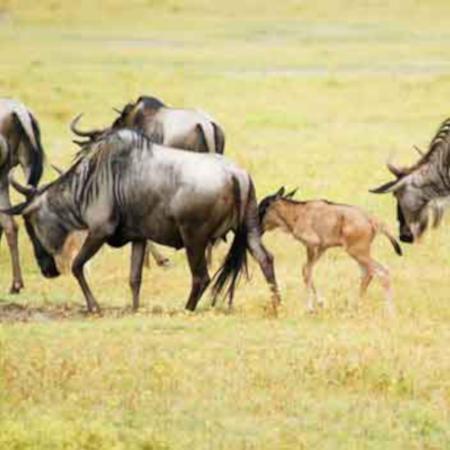 Tanzania WIldlife Safari