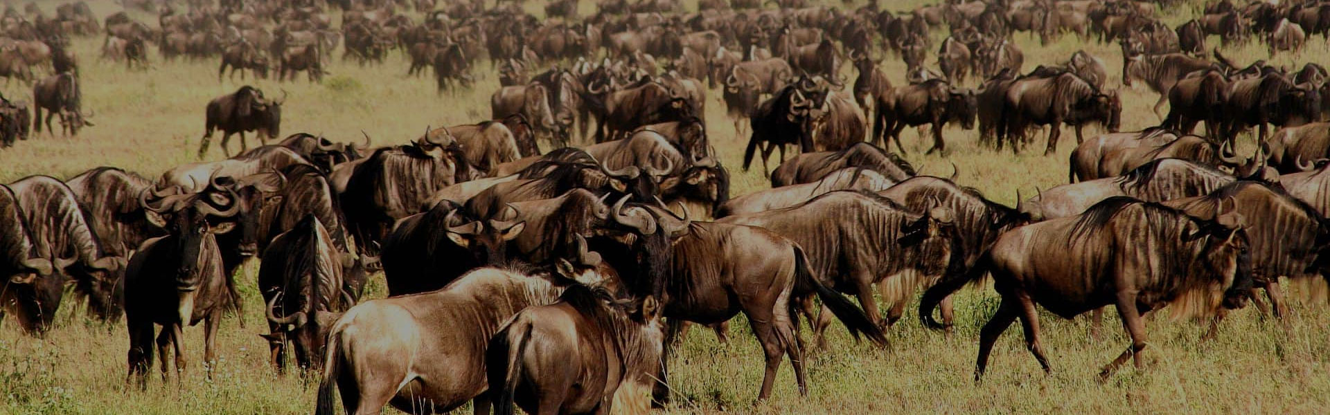 Tanzania Wildebeest Migration Safari